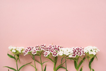 Magenta and white carnation  on a pale pink pastel background