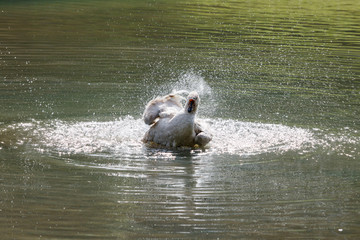 Fototapeta premium Wild goose splashing in the lake on a warm autumn day