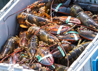 Lots of freshly caught lobster sorted into a bin in a fishing boat