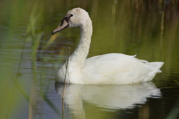Swimming swan