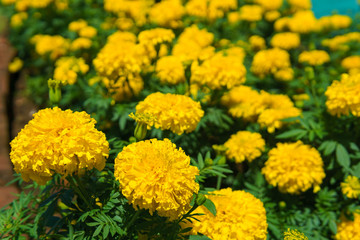 A lot of beautiful Marigold flower in the garden field or Tagetes erecta, Mexican or African marigold.