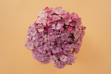 Beautiful bouquet of pink carnation on a pale peach pastel background