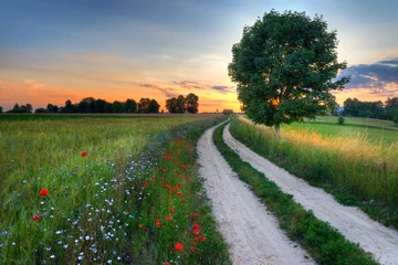 Foto op Plexiglas anti-reflex Summer landscape with country road and fields of wheat. Masuria, Poland. © ysuel