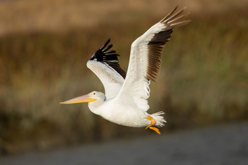 American white pelican in flight, seen in North California