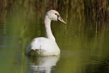 Swimming swan