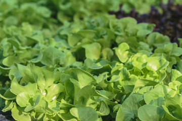 Lettuce does not use soil