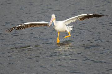 American white pelican landing in water in a North California marsh