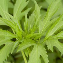 beautiful green linden leaves