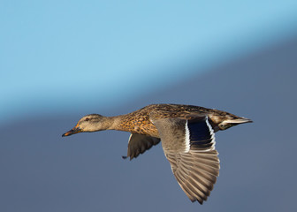 Wild duck flying, with drop of water on its feathers