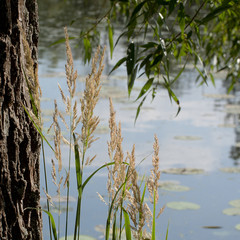 Obraz premium summer landscape with grass and a tree on the shore of a pond