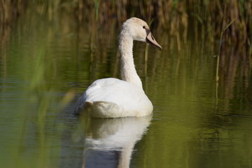 Swimming swan