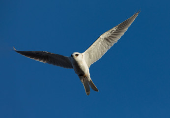 White-tailed flying in the wild, showing off  a mouse in its talons