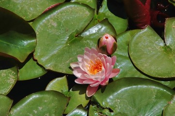 water lily with many pads on a quiet pond