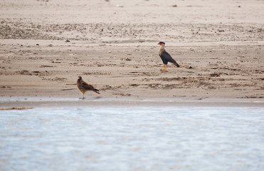River Birds