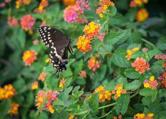 Butterfly in a Garden