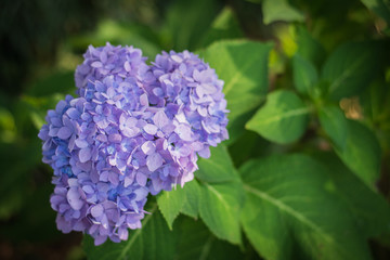 Purple Hydrangea