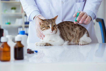 Cat visiting vet for regular checkup