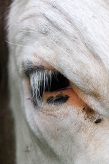 Breed cow eye closeup