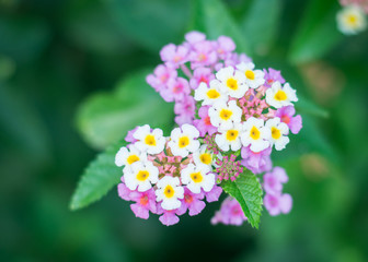 Pink Lantana