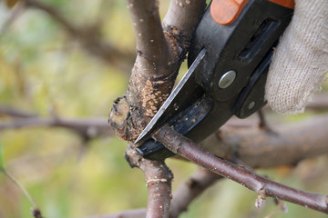 Pruning a young apple tree with a garden secateurs in the autumn garden