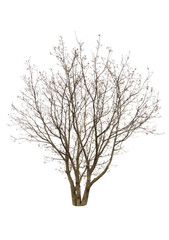 isolated walnut tree