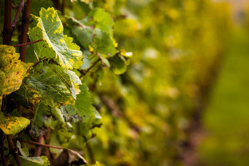 Romatic yellow vineyards during autumn in Rheinhessen
