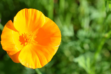 Eschscholzia californica, also known as California poppy, Californian poppy, golden poppy, California sunlight and cup of gold. Horizontal image with room for text. Focus on foreground.