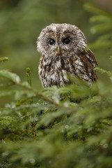 Tawny Owl - Strix aluco