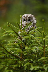 Tawny Owl - Strix aluco