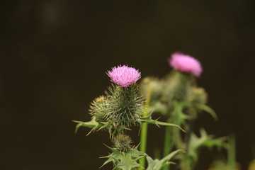 flowering spines