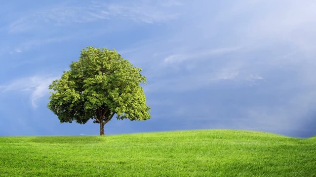 Green grass and tree with clouds running background, time lapse clip, green concept.
