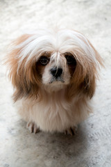 A dog in busy hair with white and brown is staring camera