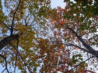 Yellow leaves