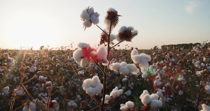 the highest quality cotton growing on the field Bush with lots of cotton bolls, ready for harvest