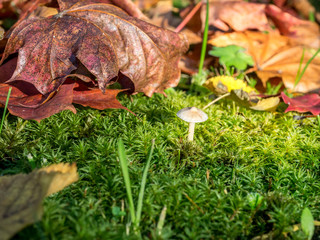 Yellow leaves