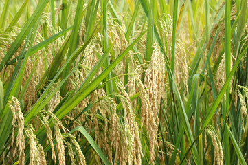 close up on rice and leaves in the field