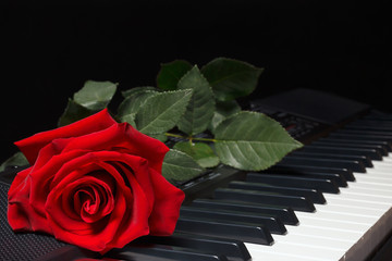 Red rose on keyboard of the synthesizer on a black background