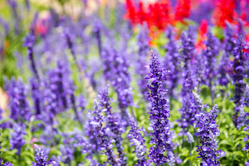 Beautiful lavenders close up in the garden with blurred larvender field background.