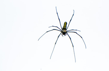 Big Spider on white background