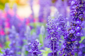 Beautiful lavenders close up in the garden with blurred larvender field background.