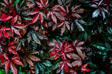 Wet red and green leaves after rain