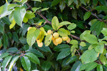 ripe yellow fruits hanging from tree plant