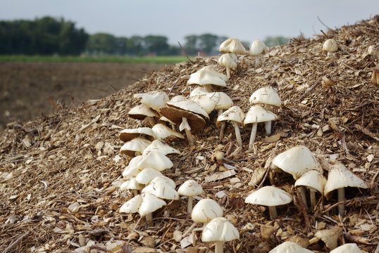 Mushrooms growing on wood chips in autumn