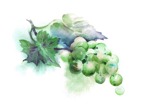 Green Grape. Watercolor Illustration.