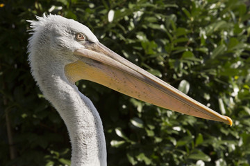 Portret van een kroeskoppelikaan