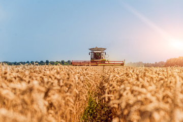Combine harvester in action on wheat field. Process of gathering a ripe crop.
