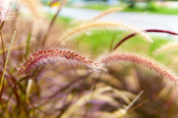 close up grass flower in the grass field when sunrise in the morning. selective focus.
