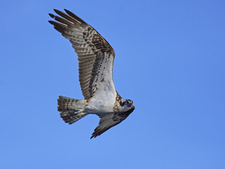 Osprey (Pandion haliaetus)