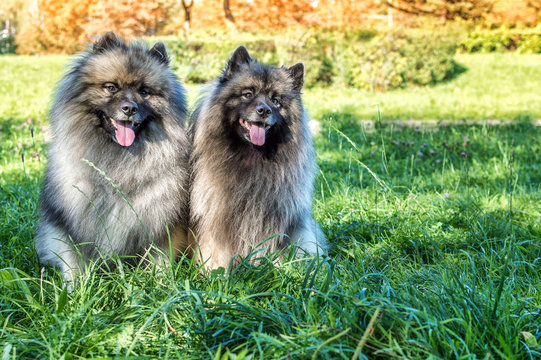 dog of breed of Keeshond (the German wolfspitz) on the street in summer sunny day. Portraits of a dog