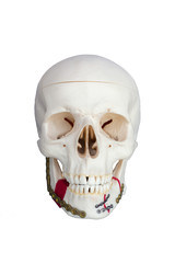 Skull made from resin. Broken jaw was fixed by seizing Plate screw. On white Background.
